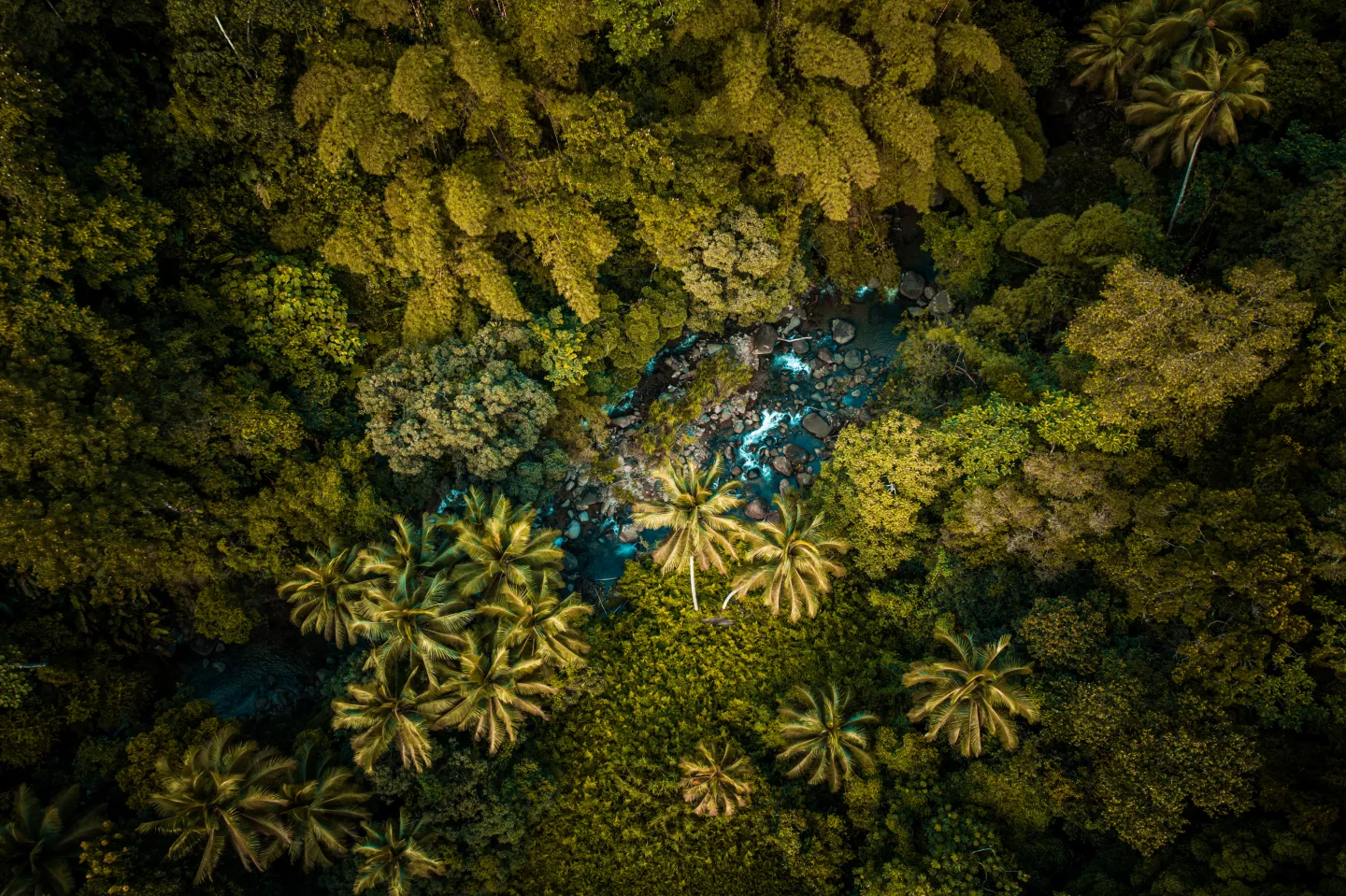 photo drone de la forêt martinique