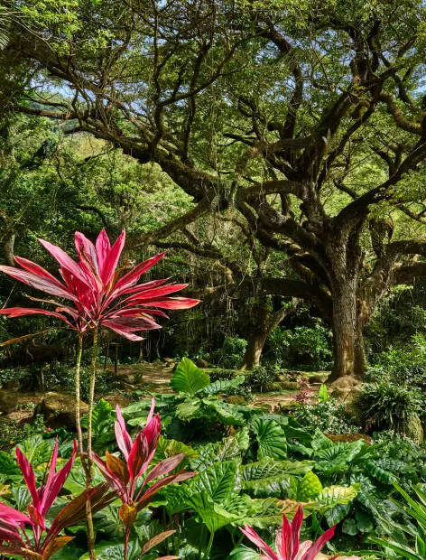 photo représentant la flore Martiniquaise