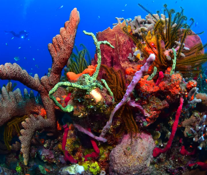 Plongée corail