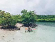 kayak mangrove