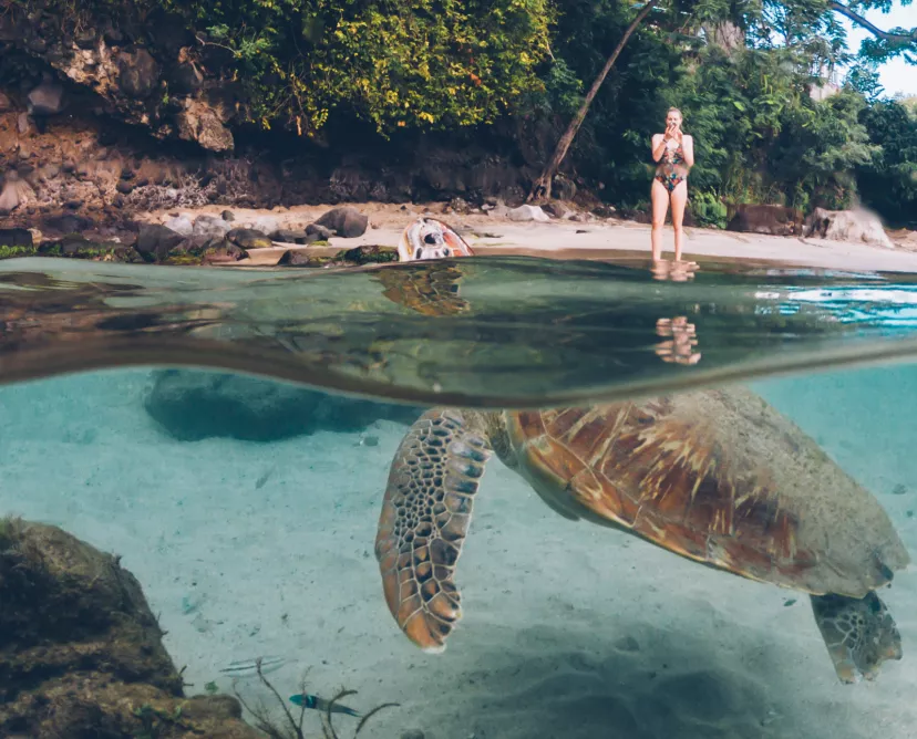 photo d'une tortue avec la tête en dehors de l'eau