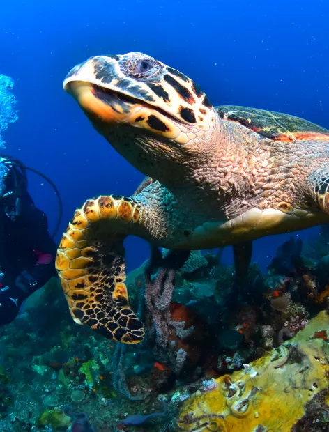 Plongée tortue de mer sous l'eau 