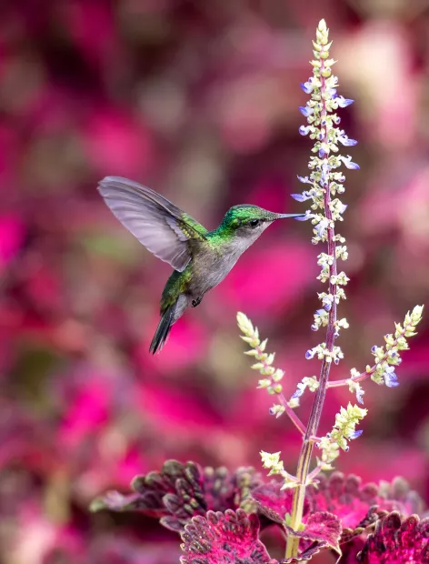 photo d'un colibri dans le jardin de balata