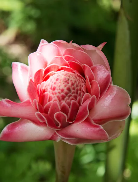 photo d'une fleur rose de porcelaine