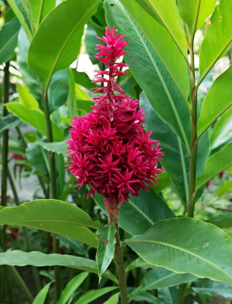 photo d'une fleur alpinia dans le jardin de balata
