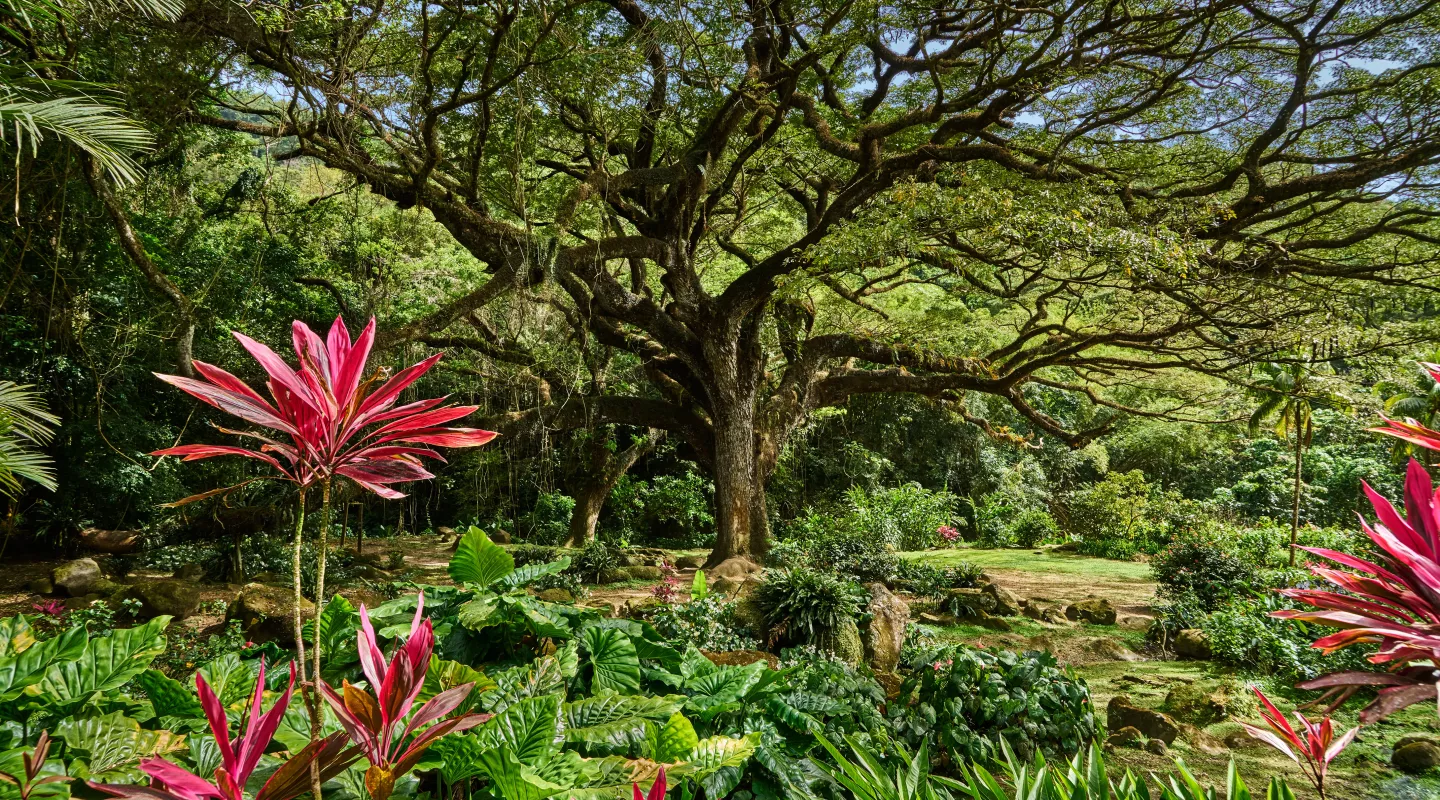 photo représentant la flore Martiniquaise