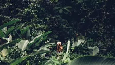 foret tropicale