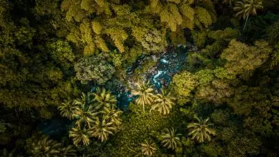 photo vue du ciel de la forêt 