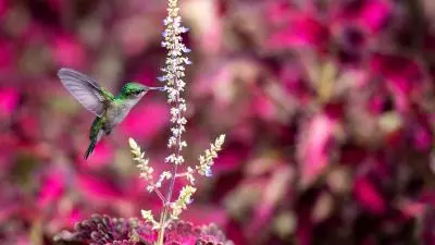 photo d'un colibri dans le jardin de balata