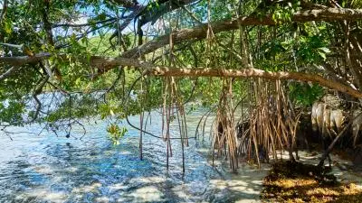 photo de la Mangrove en Martinique