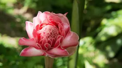 photo d'une fleur rose de porcelaine