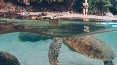 tortue plage martinique