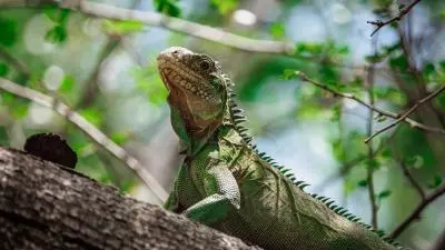 iguane sur un arbre