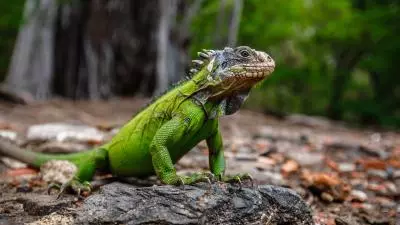 iguane
