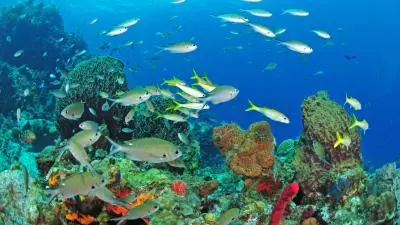 photo faune maritime martinique