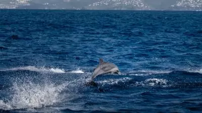 photo d'un dauphin en martinique