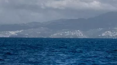 photo d'un dauphin en martinique
