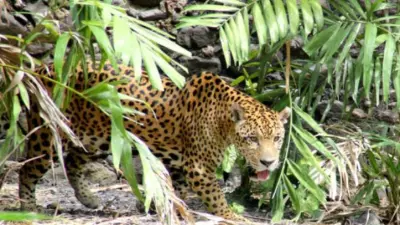 Zoo Martinique Léopard