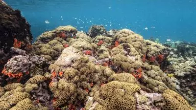 coraux sous-marins martinique