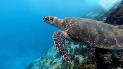 Tortues en martinique