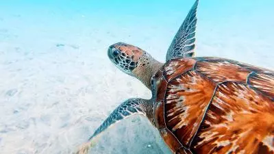 Tortues en martinique