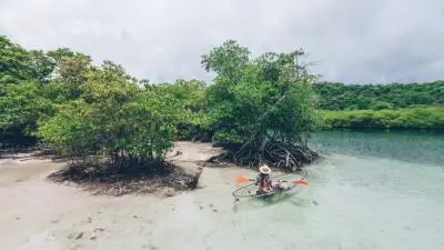 kayak mangrove