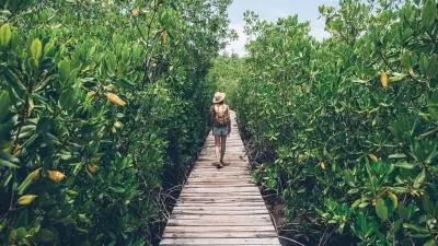 promenage mangrove martinique