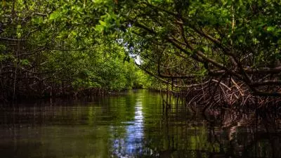 mangrove martinique