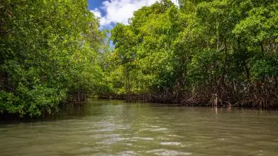 mangrove