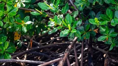 mangrove martinique