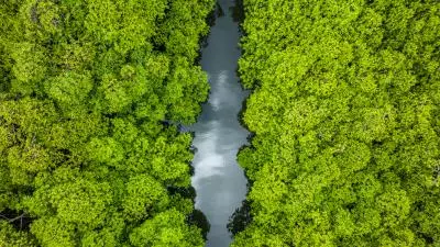  drone mangrove martinique