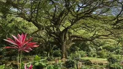 Le zamana de Martinique