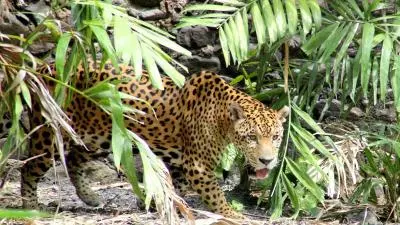zoo martinique