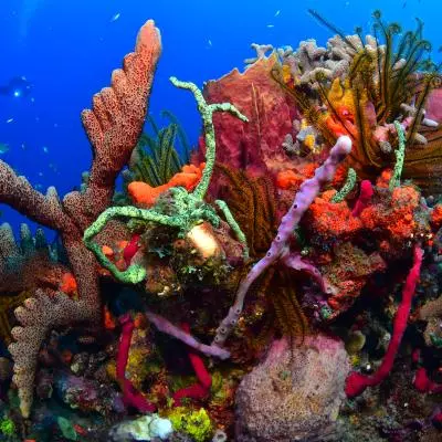 Plongée corail