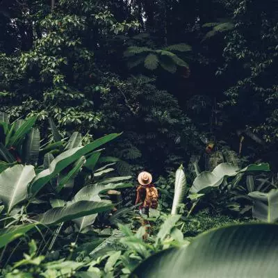 foret tropicale