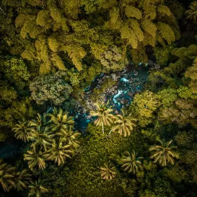 photo vue du ciel de la forêt 