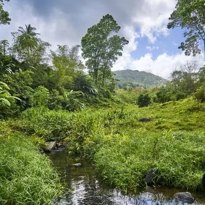 riviere martinique