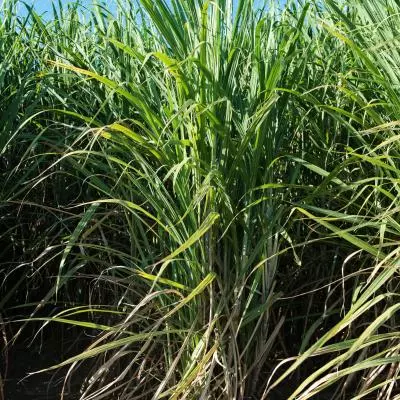photo plante canne a sucre