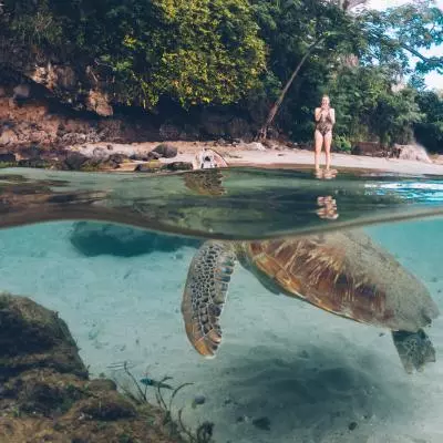 tortue plage martinique