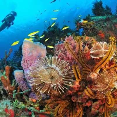 Fonds marins martinique