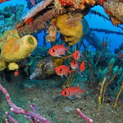 photo plongée martinique