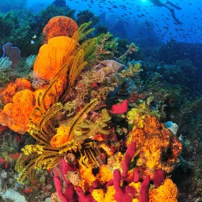 photo plongée martinique