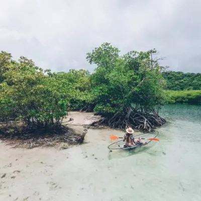 kayak mangrove