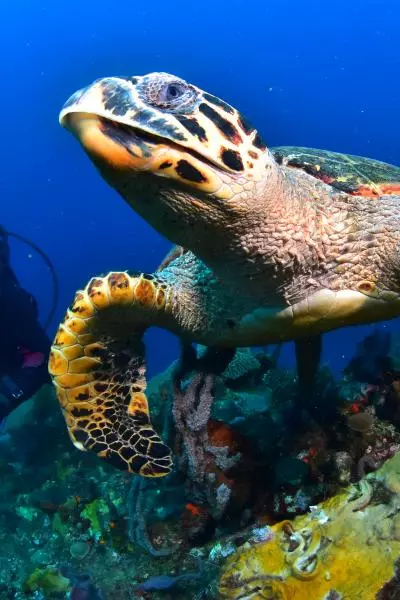 Plongée tortue de mer sous l'eau 