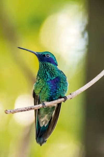 oiseau tropicale sur une branche
