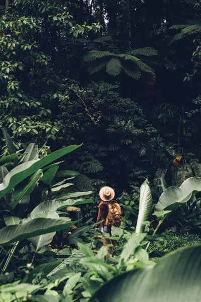 foret tropicale