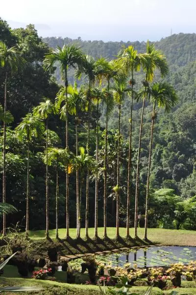 jardin de balata