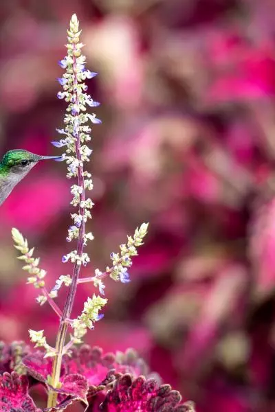 photo d'un colibri dans le jardin de balata