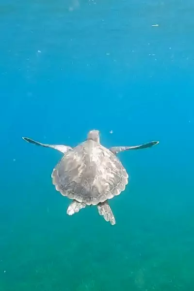 tortue qui nage