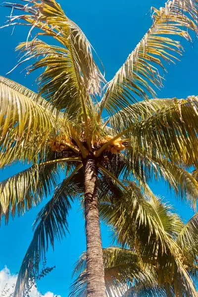 Cocotier